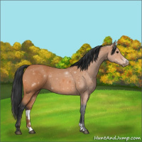 Horse Color:Bay Roan 