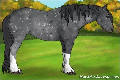 Horse Color:Black 