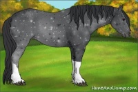 Horse Color:Black 