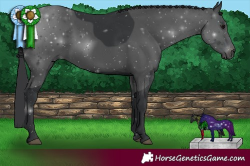 Horse Color:Black 
