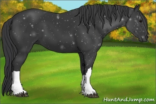 Horse Color:Black 