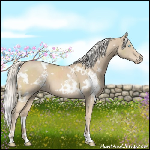 Horse Color:White Spotted Cremello