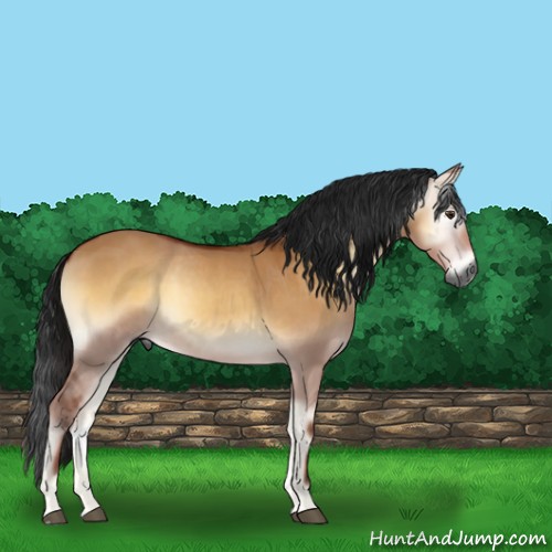 Horse Color:Gray Bay Onyx 