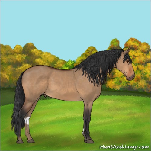 Horse Color:Bay Dun 