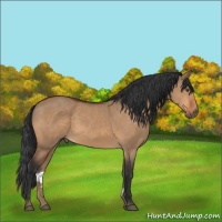 Horse Color:Bay Dun