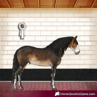 Horse Color:Gray Buckskin Sabino 