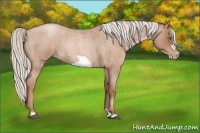 Horse Color:Silver Brown Roan Pearl Frame Rabicano 