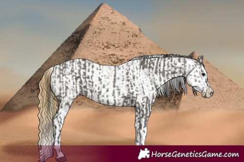 Horse Color:Smoky Grullo  and Smoky Black Near Leopard 