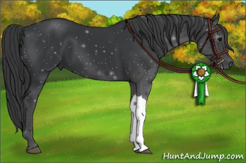 Horse Color:Black 
