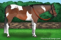 Horse Color:Bay Tobiano 
