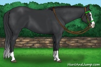 Horse Color:Black Splash 