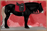 Horse Color:White Spotted Red Dun Sabino Appaloosa 