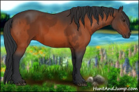 Horse Color:Bay Rabicano  and Bay Rabicano 