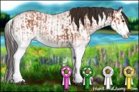 Horse Color:White Spotted Bay Splash  and White Spotted Bay Splash 