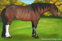 Horse Color:Brown Rabicano and Brown Rabicano