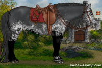 Horse Color:White Spotted Black