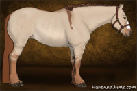 Horse Color:Red Dun Rabicano 