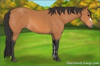 Horse Color:Bay  and Bay 