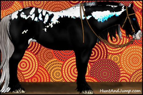 Horse Color:White Spotted Brown Splash Appaloosa 