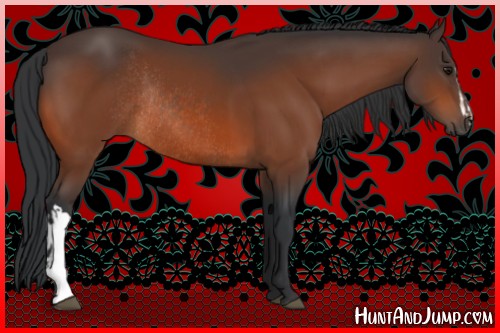 Horse Color:Bay Rabicano  and Bay Rabicano 