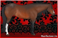 Horse Color:Bay Rabicano and Bay Rabicano