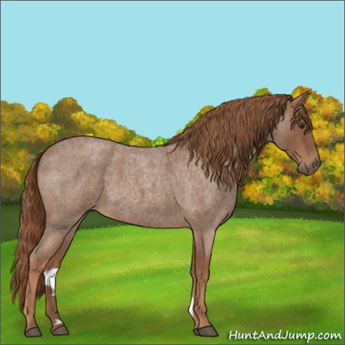 Horse Color:Red Roan