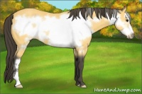 Horse Color:Buckskin Frame 