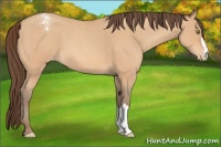Horse Color:Amber Champagne Roan Appaloosa 