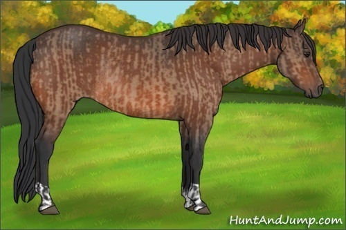 Horse Color:Brown Dun Rabicano  and Brown Rabicano 