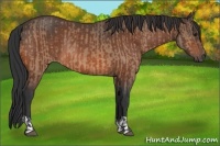Horse Color:Brown Dun Rabicano  and Brown Rabicano 