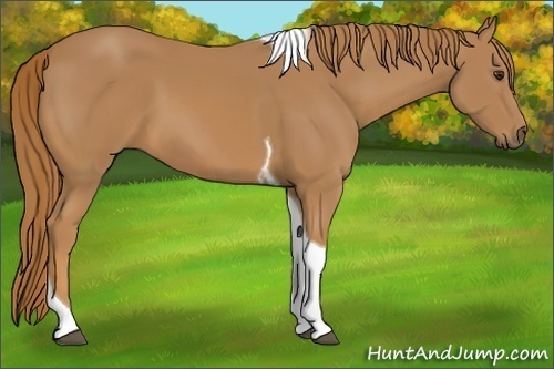 Horse Color:Chestnut Tobiano