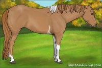 Horse Color:Chestnut Tobiano