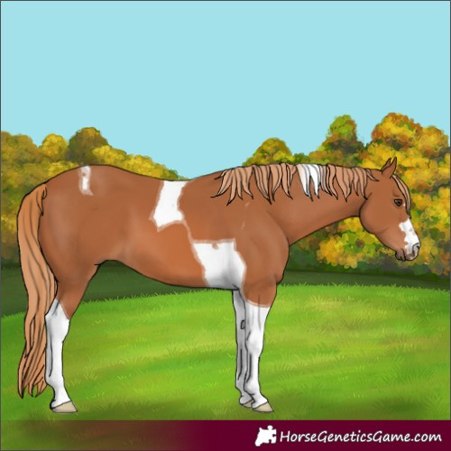Horse Color:Chestnut Tobiano 