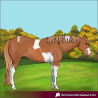 Horse Color:Chestnut Tobiano 