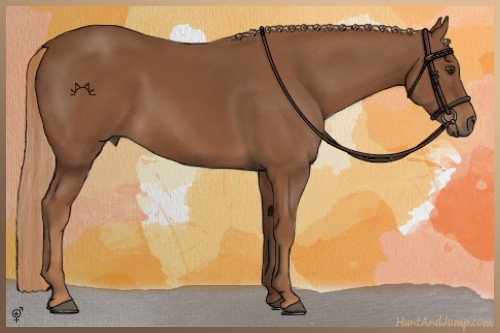 Horse Color:Chestnut 