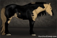 Horse Color:Void Buckskin Tobiano Appaloosa Rabicano