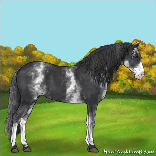 Horse Color:White Spotted Black 