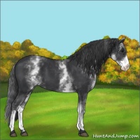 Horse Color:White Spotted Black 