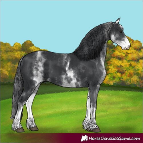 Horse Color:White Spotted Black