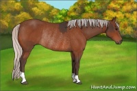 Horse Color:Bay Rabicano  and Silver Bay Rabicano 