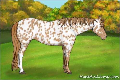Horse Color:Chestnut Appaloosa