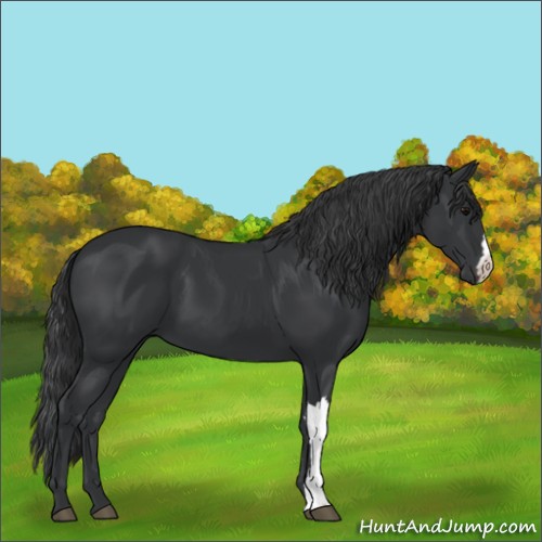 Horse Color:Black 