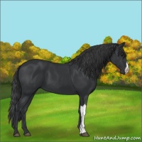 Horse Color:Black 