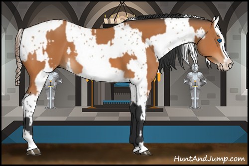 Horse Color:Bay Frame  and Bay Frame Appaloosa 