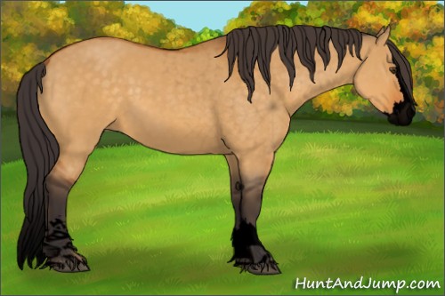 Horse Color:Void Buckskin Dun Sabino Splash 