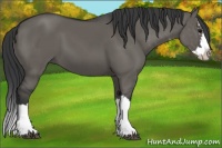 Horse Color:Grullo Sabino Splash 
