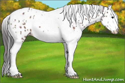 Horse Color:Brown Dun Splash Tobiano Leopard