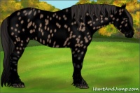 Horse Color:Void Brown Dun Sabino Splash Appaloosa 