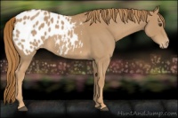Horse Color:Red Roan Appaloosa 