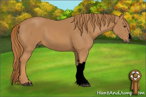 Horse Color:Void Chestnut